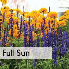 full sun button