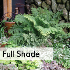 full shade button