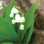 flower picture