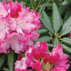 flower picture