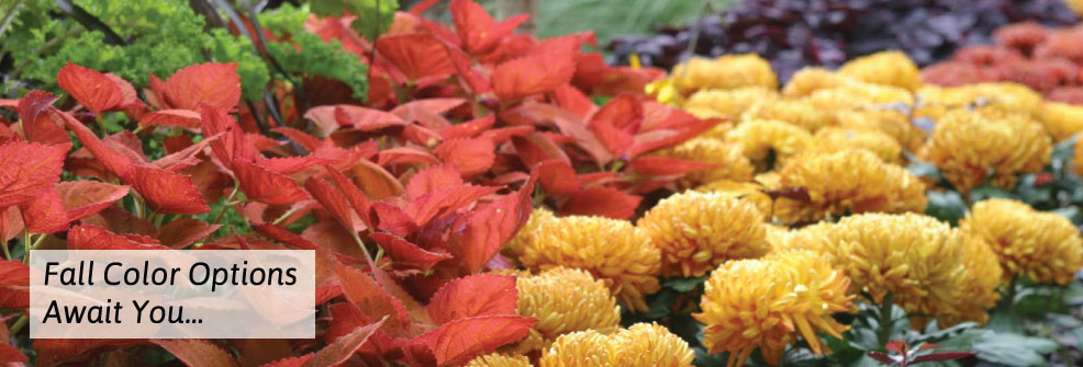flower picture