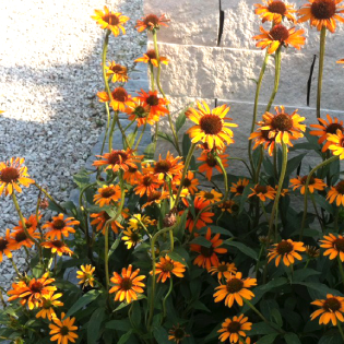 flower picture